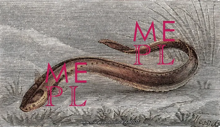  : Electric eel