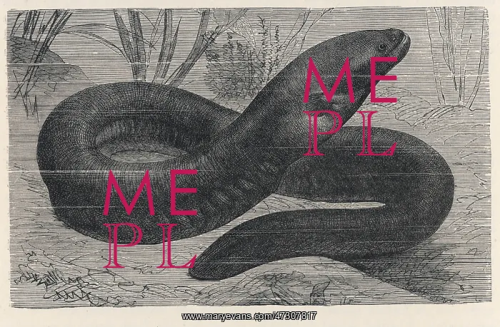  : ELECTRIC EEL