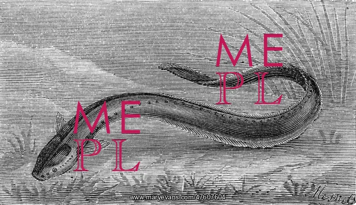  : Electric eel