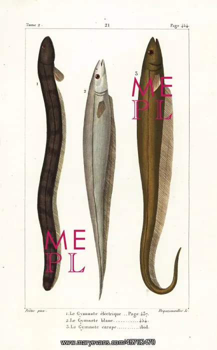 : Electric eel, Asian swamp eel and banded knifefish : Electric eel, Asian swamp eel and banded knifefish