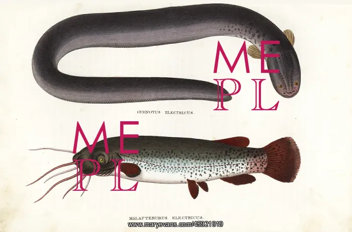: Electric eel and electric catfish : Electric eel and electric catfish