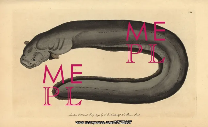 : Electric eel, Electrophorus electricus : Electric eel, Electrophorus electricus