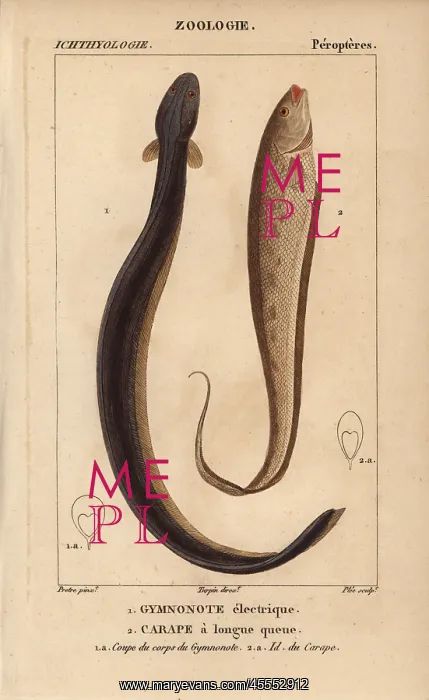 : Electric eel, Electrophorus electricus, banded : Electric eel, Electrophorus electricus, banded