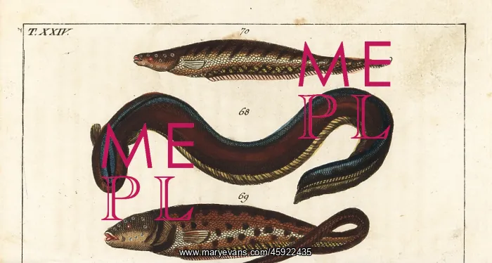 : Electric eel, pearlfish and banded knifefish : Electric eel, pearlfish and banded knifefish