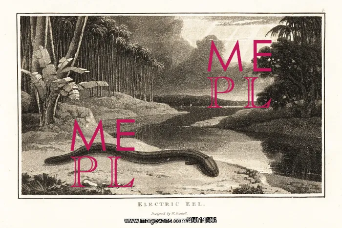 : Electric eel on the shore near a river in the jungle : Electric eel on the shore near a river in the jungle