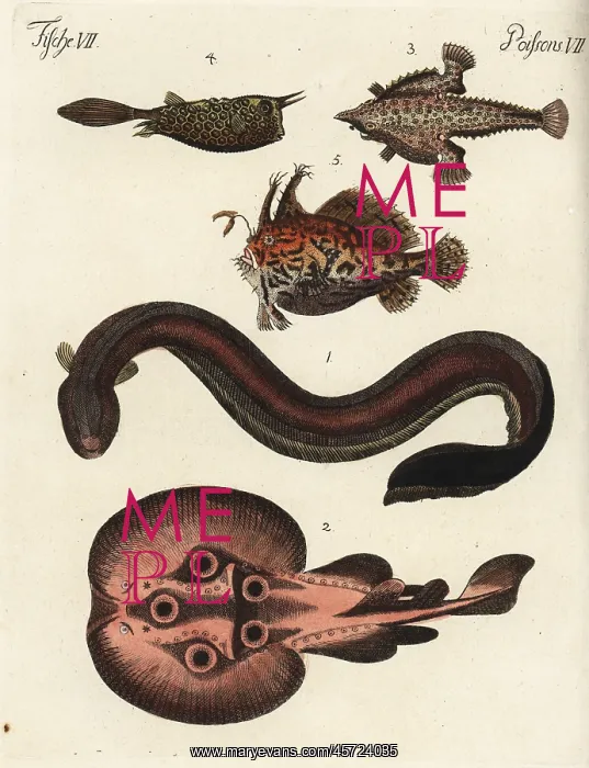  : Electric eel, torpedo, batfish, cowfish and sargassum fish