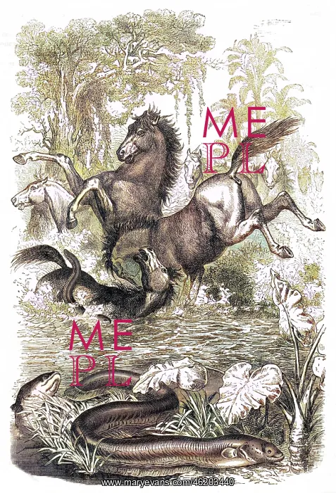 : Electric eels shock horses : Electric eels shock horses