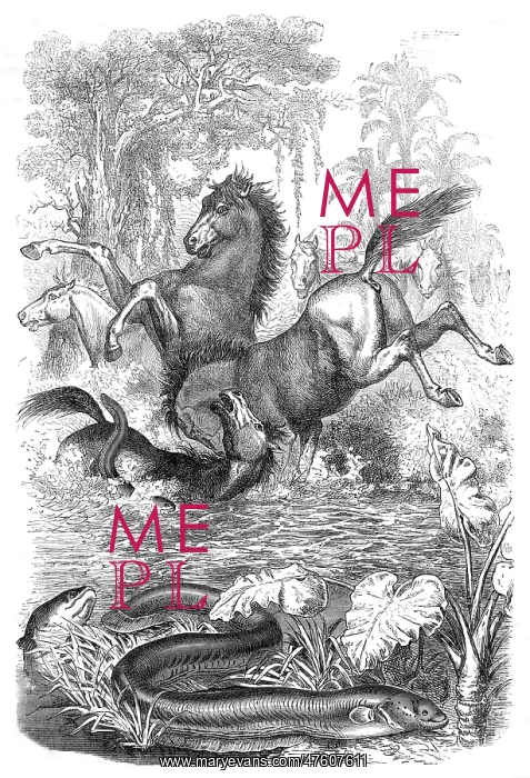 : Electric eels shock horses : Electric eels shock horses