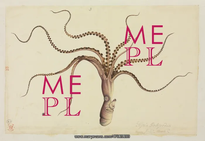 : Eledone cirrhosa, Curled Octopus : Eledone cirrhosa, Curled Octopus