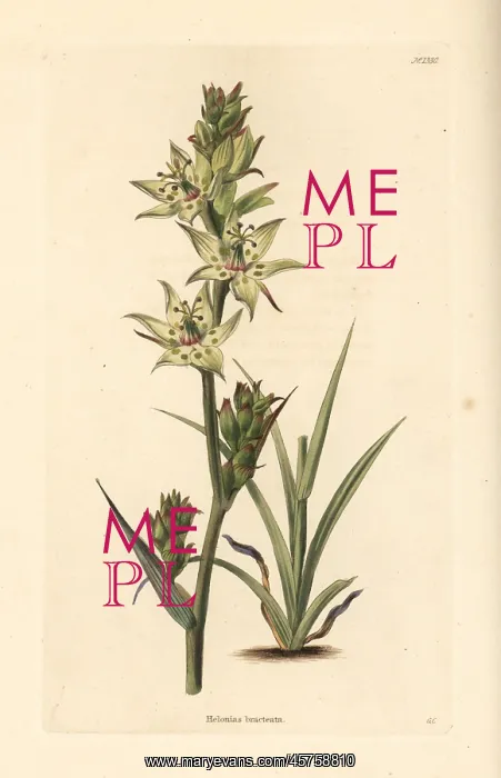 : Elegant camas, Anticlea elegans : Elegant camas, Anticlea elegans