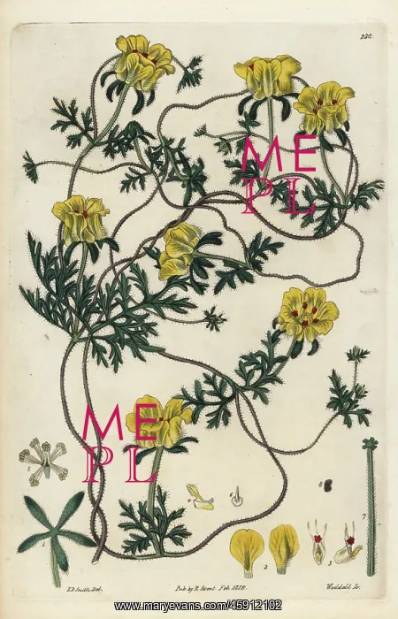 : Elegant cup-flower, Scyphanthus elegans : Elegant cup-flower, Scyphanthus elegans