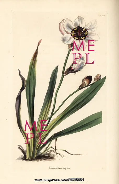 : Elegant harlequin flower, Sparaxis elegans : Elegant harlequin flower, Sparaxis elegans