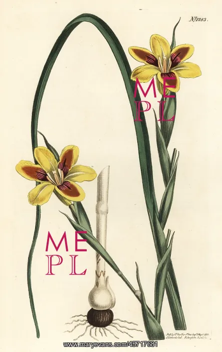 : Elegant moraea, Moraea elegans : Elegant moraea, Moraea elegans