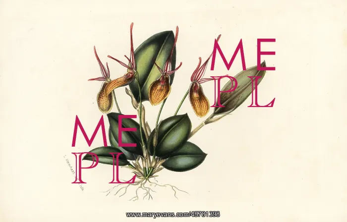 : Elegant restrepia orchid, Restrepia elegans : Elegant restrepia orchid, Restrepia elegans