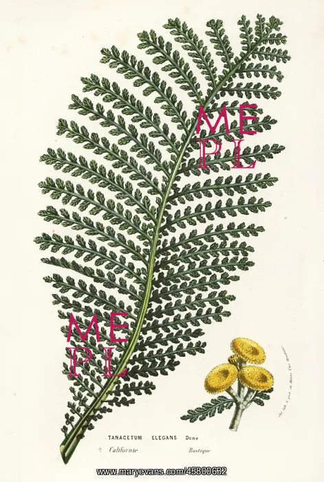 : Elegant tansy, Tanacetum elegans : Elegant tansy, Tanacetum elegans