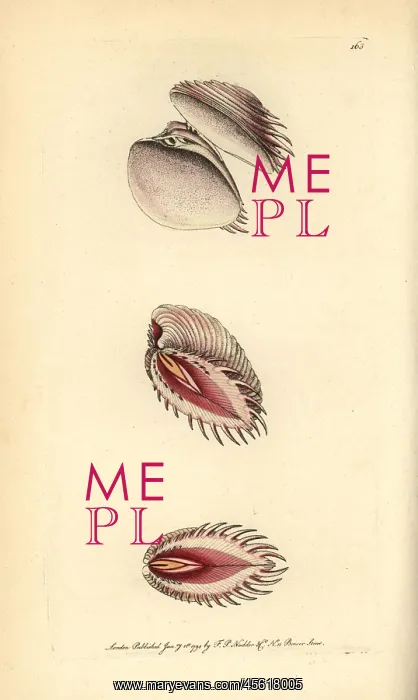 : Elegant venus shell, Hysteroconcha dione : Elegant venus shell, Hysteroconcha dione