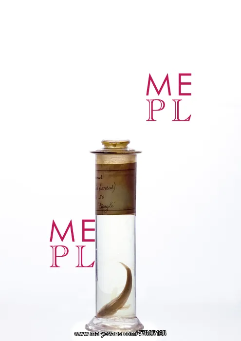 : Eleginops maclovinus, rock cod : Eleginops maclovinus, rock cod