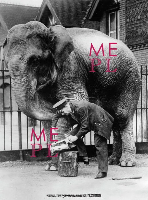  : Elephant HeeRA CULLY. A keeper during the chiropody. About 1930. Photograph