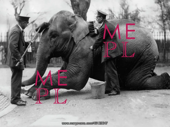: Elephant. An elephant is being scrubbed down by two keepers : Elephant. An elephant is being scrubbed down by two keepers