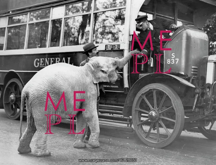 : Elephant. PRINCESS ROSIE. The worlds smallest elephant gets a Tit-Bit from a bus-driver : Elephant. PRINCESS ROSIE. The worlds smallest elephant gets a Tit-Bit from a bus-driver
