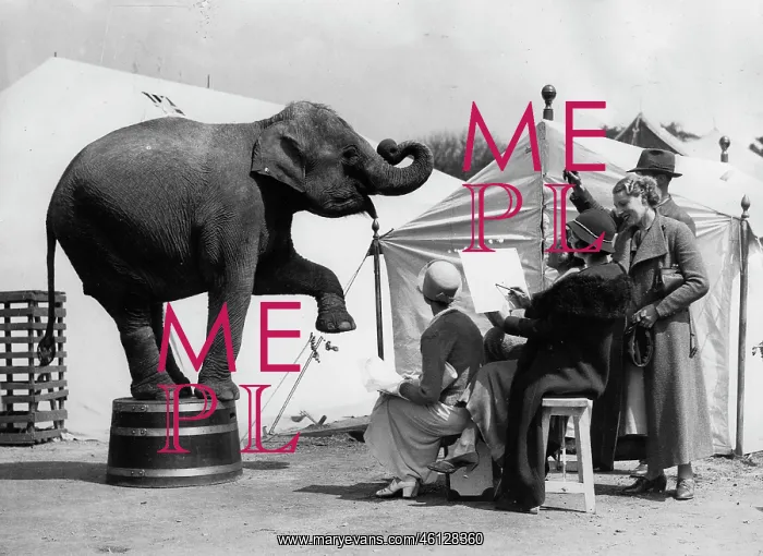  : Elephant. An elephant poses in a circus at Wallasey near Liverpool