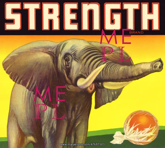  : Elephant