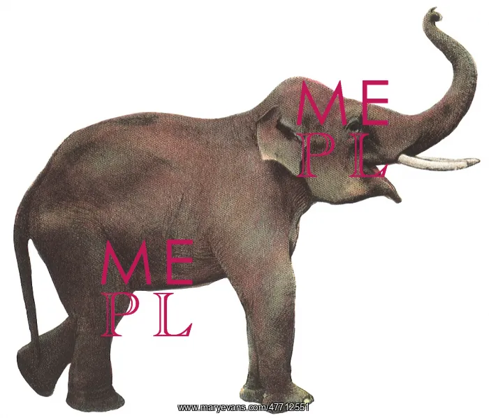  : Elephant