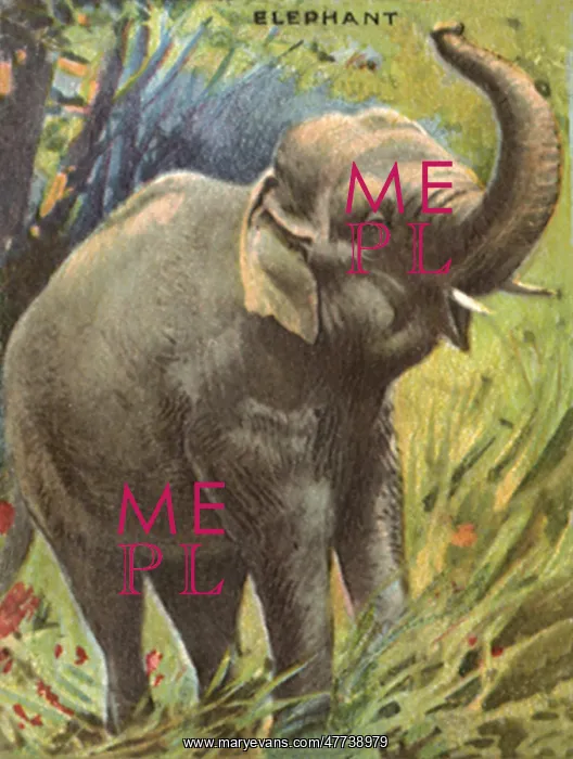  : Elephant