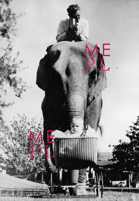 : Elephant ANNA MAY from the Los Angeles : Elephant ANNA MAY from the Los Angeles
