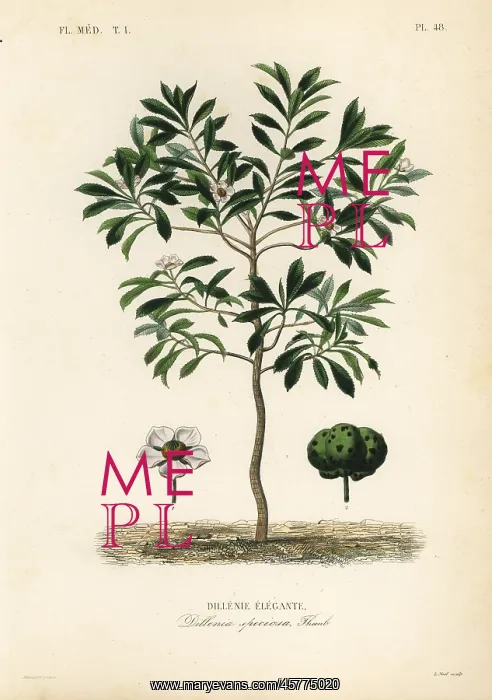: Elephant apple or chulta, Dillenia indica : Elephant apple or chulta, Dillenia indica