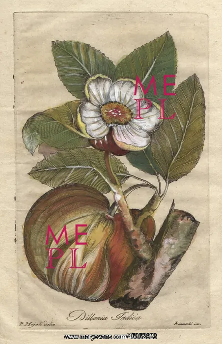 : Elephant apple, Dillenia indica : Elephant apple, Dillenia indica