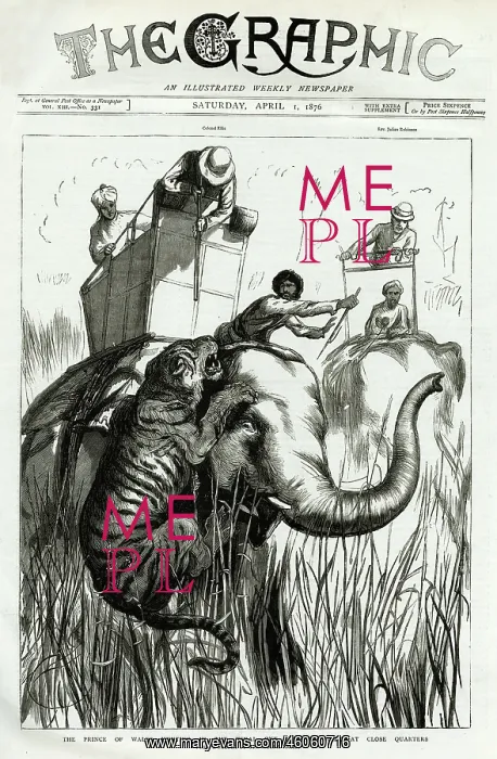 : Elephant attacked by Tiger : Elephant attacked by Tiger