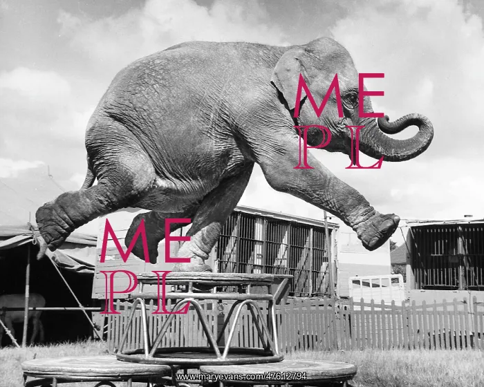 : Elephant balancing on one leg, Sir Robert Fossett's Circus : Elephant balancing on one leg, Sir Robert Fossett's Circus