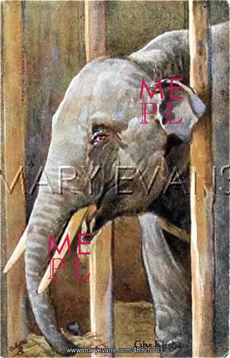 : ELEPHANT / BARS 1906 : ELEPHANT / BARS 1906