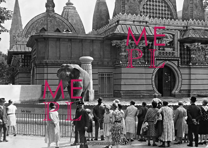 : An elephant in the Berlin Zoological Garden, 1930 : An elephant in the Berlin Zoological Garden, 1930