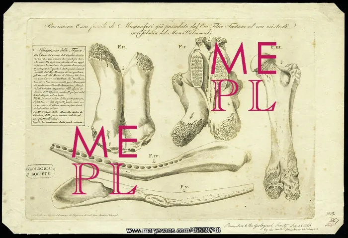 : Elephant bones : Elephant bones