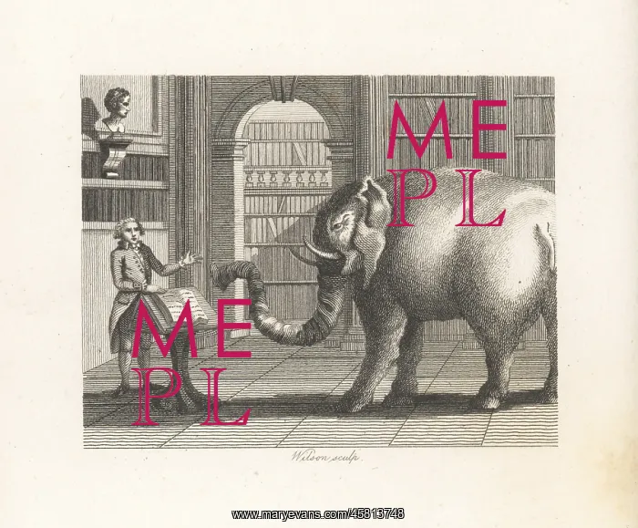 : The Elephant and the Bookseller : The Elephant and the Bookseller
