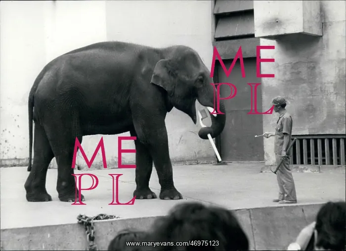 : Elephant brushing with a toothbrush, Tokyo, Japan : Elephant brushing with a toothbrush, Tokyo, Japan