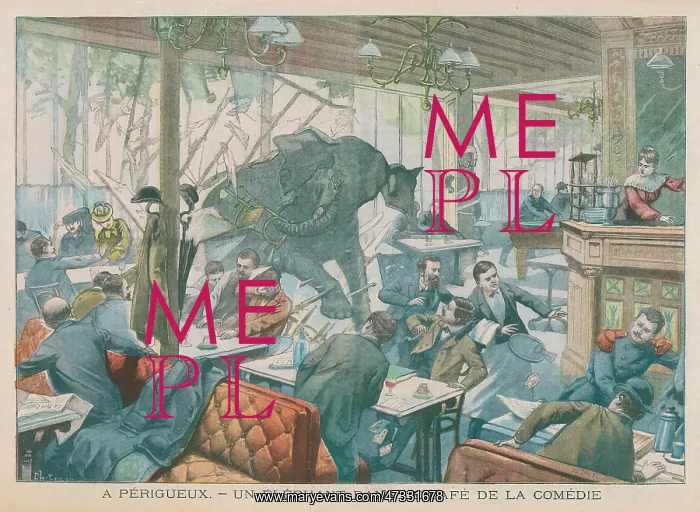 : ELEPHANT / CAFE 1905 : ELEPHANT / CAFE 1905