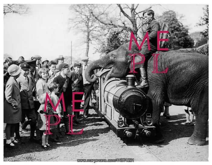 : ELEPHANT & CHILDREN : ELEPHANT & CHILDREN