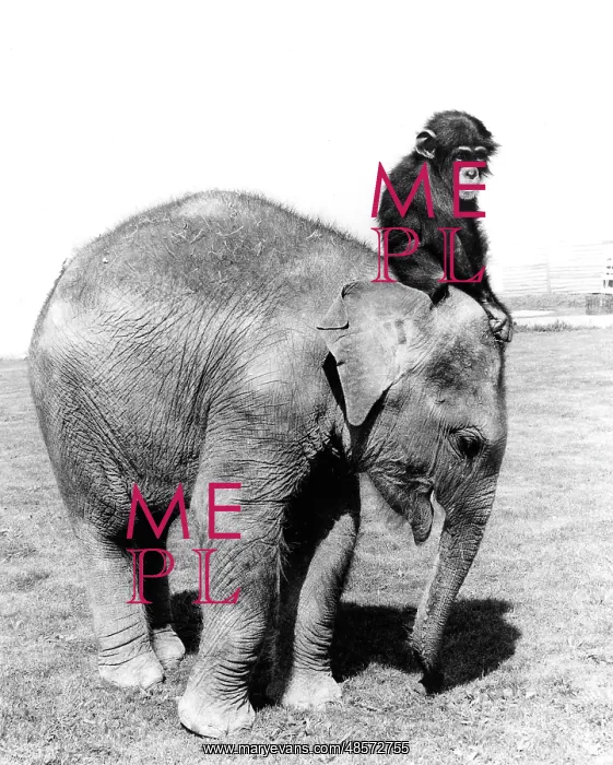 : Elephant and Chimp : Elephant and Chimp