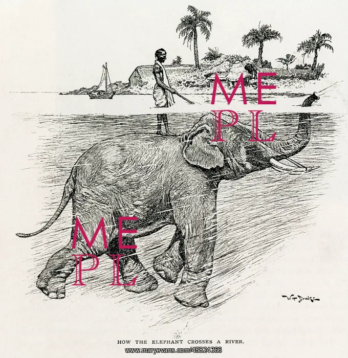 : How the elephant crosses a river : How the elephant crosses a river