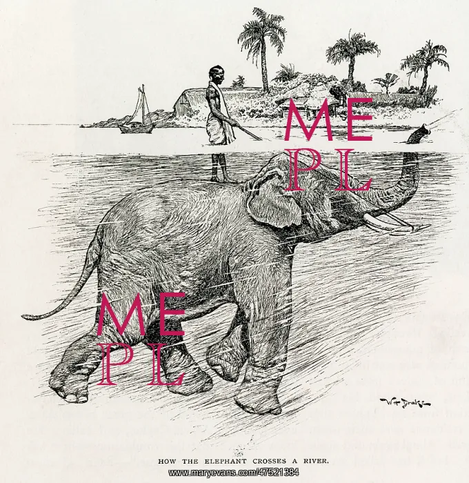 : How the elephant crosses a river : How the elephant crosses a river