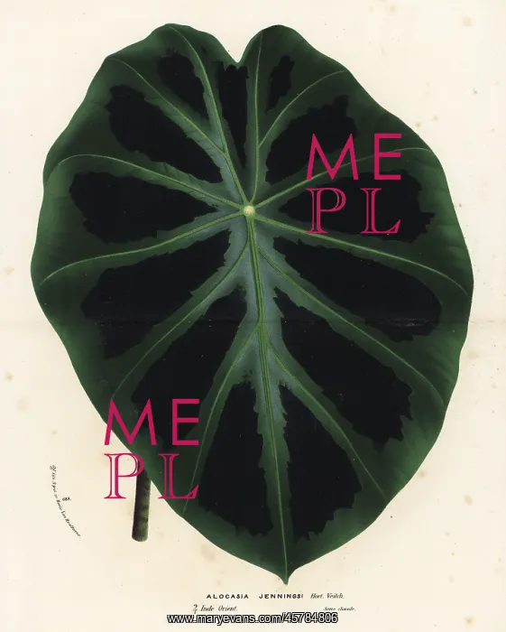 : Elephant ear, Colocasia affinis : Elephant ear, Colocasia affinis