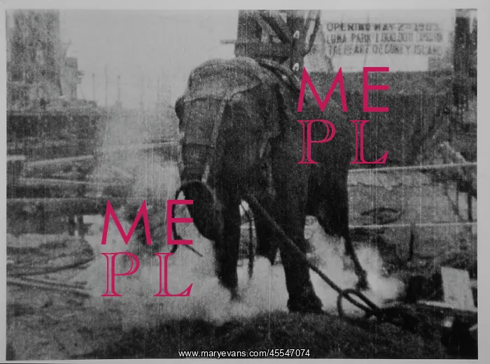 : Elephant - Electrocution - Coney Island : Elephant - Electrocution - Coney Island