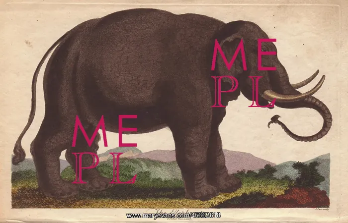 : Elephant, Elephas maximus : Elephant, Elephas maximus