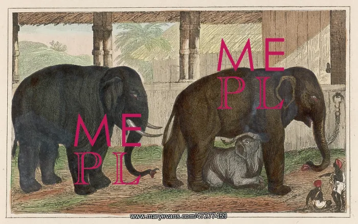  : ELEPHANT FAMILY