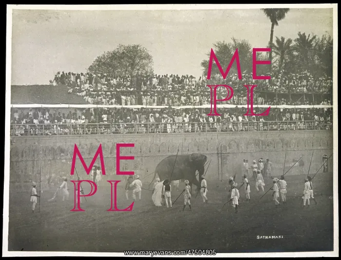 : ELEPHANT FIGHT / BARODA : ELEPHANT FIGHT / BARODA