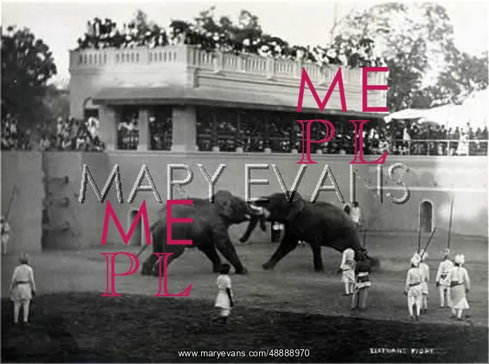 : ELEPHANT FIGHT / BARODA : ELEPHANT FIGHT / BARODA