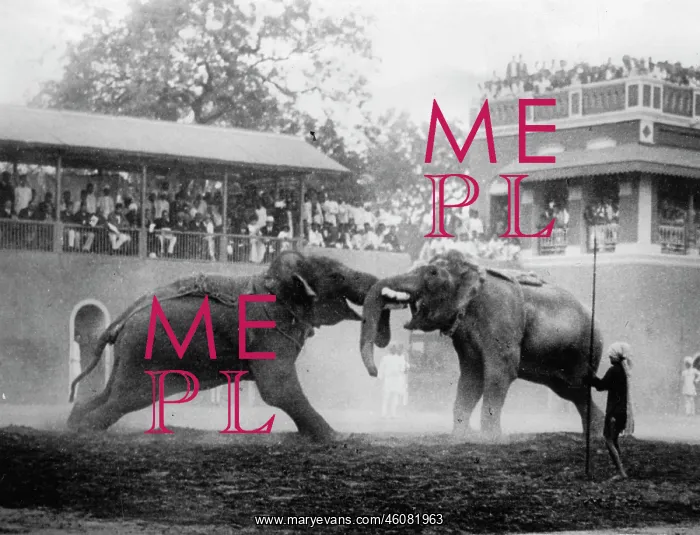 : Elephant fight in India. In Baroda : Elephant fight in India. In Baroda